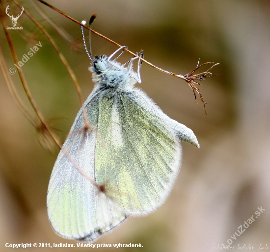 Leptidea sinapis(Druhá generácia)
