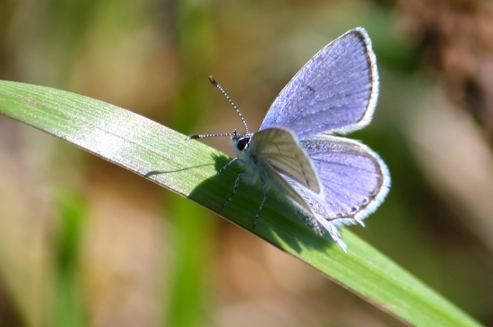 Cupido argiades(Modráčik ľadencový)