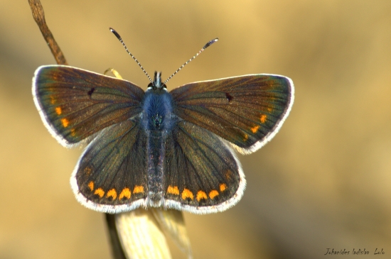 Modráčik tmavohnedý(Aricia agestis-druhá gen.)