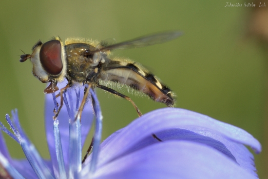 Pestrica na čakanke