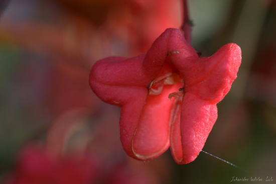 Bršlen európsky(Euonymus europaeus)
