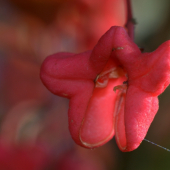 Bršlen európsky(Euonymus europaeus)