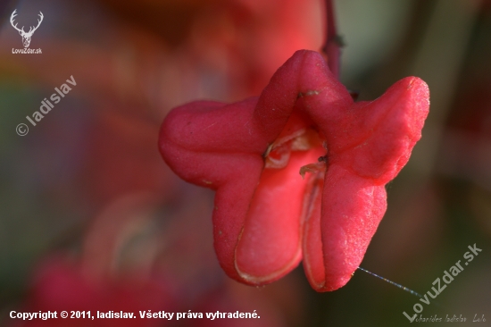 Bršlen európsky(Euonymus europaeus)