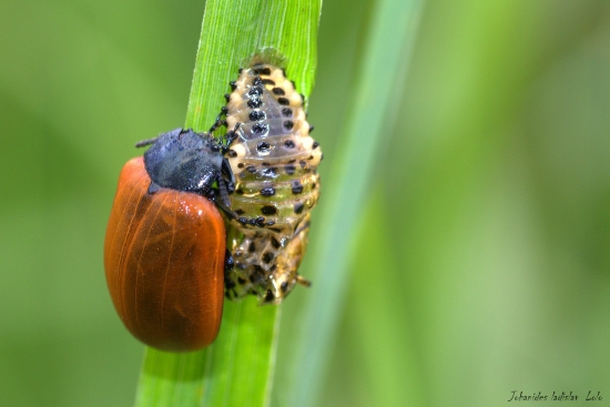 Kto s koho,alebo žeby smäd?