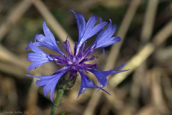Nevädza poľná(Centaurea cyanus)