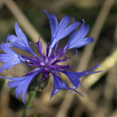 Nevädza poľná(Centaurea cyanus)