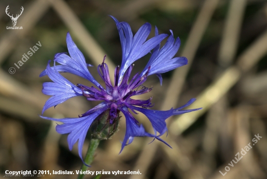 Nevädza poľná(Centaurea cyanus)