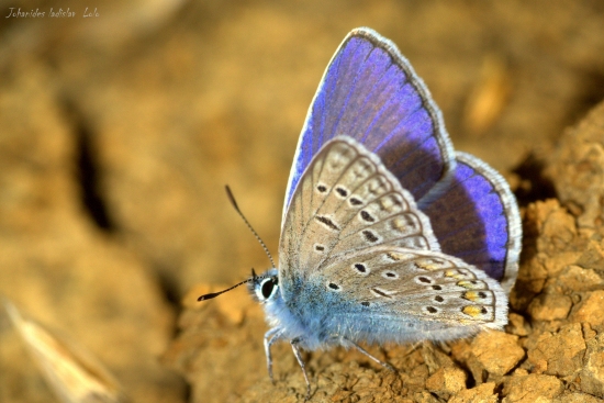 Modráčik obyčajný(Polyommantus icarus-samček)