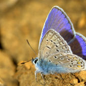 Modráčik obyčajný(Polyommantus icarus-samček)