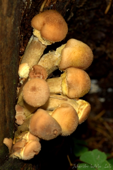Podpňovka obyčajná(Armillaria mellea)