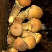 Podpňovka obyčajná(Armillaria mellea)