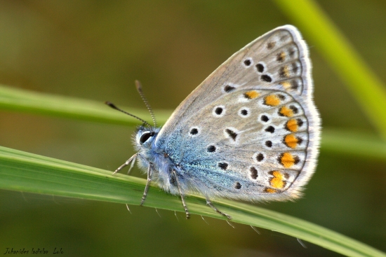 Modráčik obyčajný(Polyommantus icarus-samček)