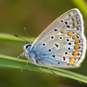 Modráčik obyčajný(Polyommantus icarus-samček)