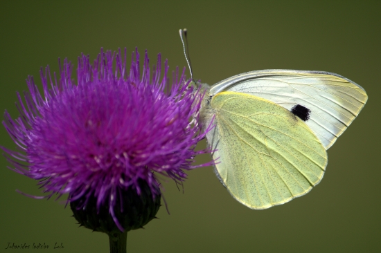 Mlynárik kapustový