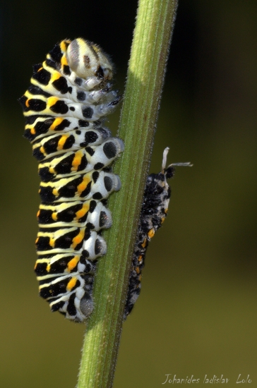 Papillio machaon(húsenica)