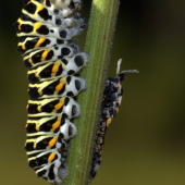 Papillio machaon(húsenica)