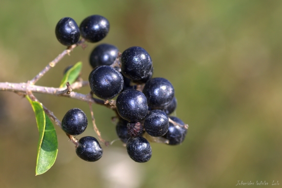 Vtáči zob(Ligusrum vulgare)