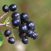 Vtáči zob(Ligusrum vulgare)