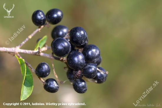 Vtáči zob(Ligusrum vulgare)