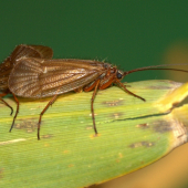 Leptocerus cinerus(Potočník)