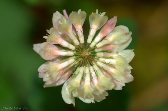 Ďatelina plazivá(Trifolium repens)