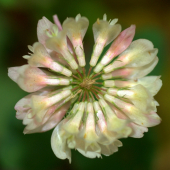Ďatelina plazivá(Trifolium repens)