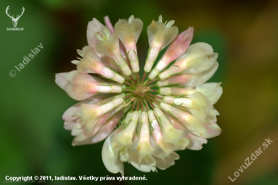 Ďatelina plazivá(Trifolium repens)