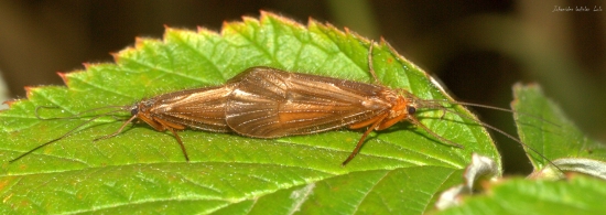 Pár Potočníka(Leptocerus cinerus)