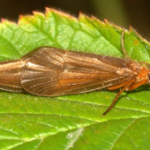 Pár Potočníka(Leptocerus cinerus)