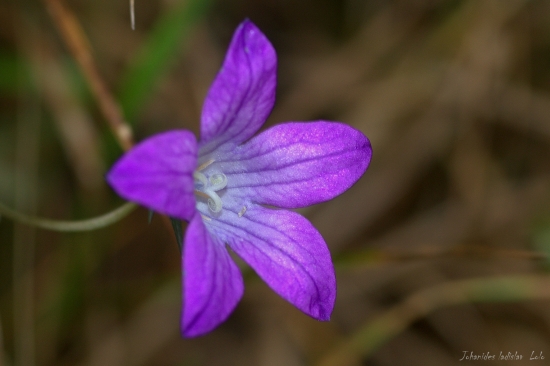 Zvonček konaristý(Campanula patula)