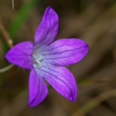 Zvonček konaristý(Campanula patula)