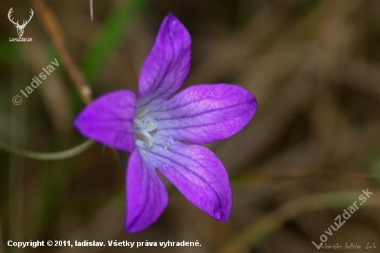 Zvonček konaristý(Campanula patula)