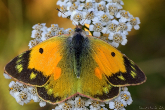 Žltáčik vičencový(Colias crocea)