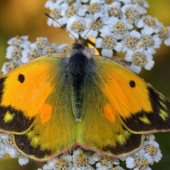 Žltáčik vičencový(Colias crocea)