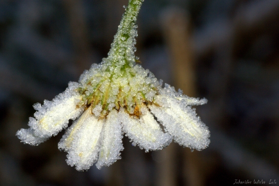 Zamrznutá krása(Margaretka)