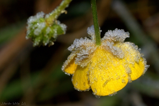 Zamrznutá krása(Iskerník prudký)