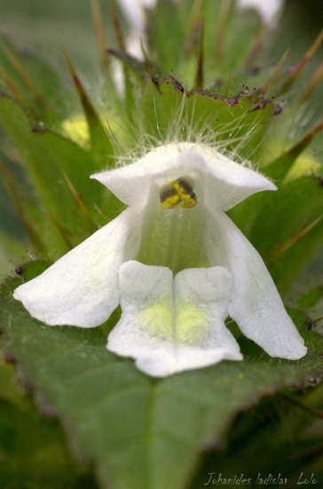 Panáčik s hluchavky.