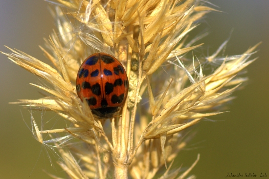 Lienka azijská(Harmonia axyridis)