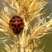 Lienka azijská(Harmonia axyridis)
