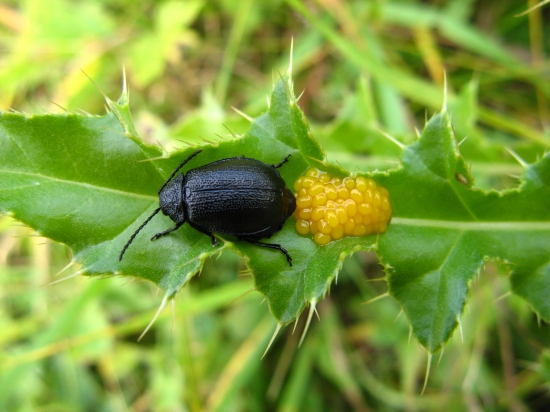 Galeruca tanaceti(Váhavec čierny)