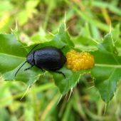 Galeruca tanaceti(Váhavec čierny)