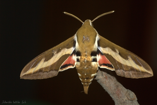 Lišaj lipkavcový(Hyles galli)