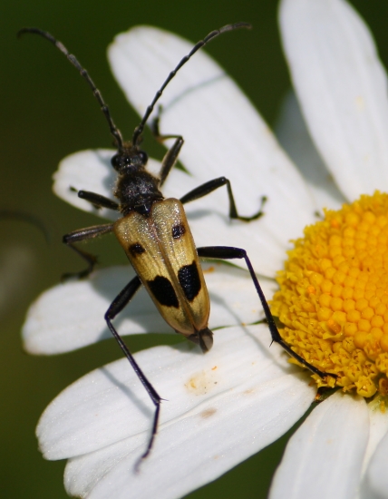 Fúzač štvorškvrnný