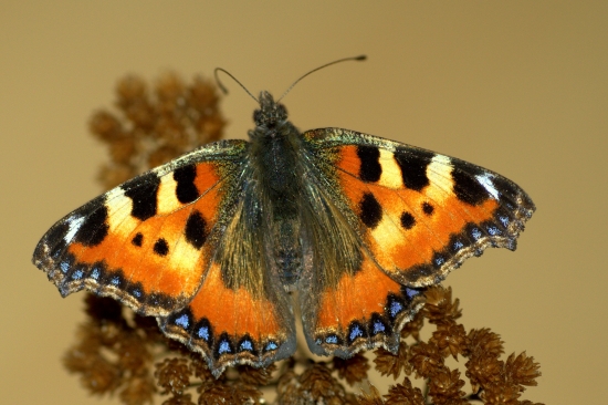 Babôčka pŕhľavová(Aglais urticae)