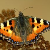 Babôčka pŕhľavová(Aglais urticae)