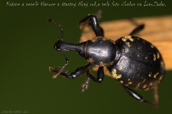 Tvrdoň devätsilový