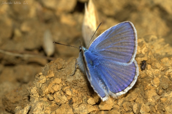 Modráčik obyčajný(Polyommantus icarus)