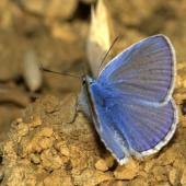 Modráčik obyčajný(Polyommantus icarus)
