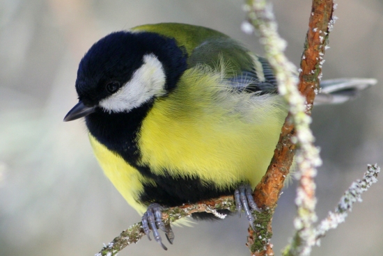 Sýkorka veľká(Parus major)