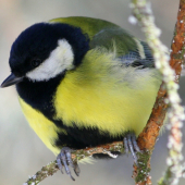 Sýkorka veľká(Parus major)